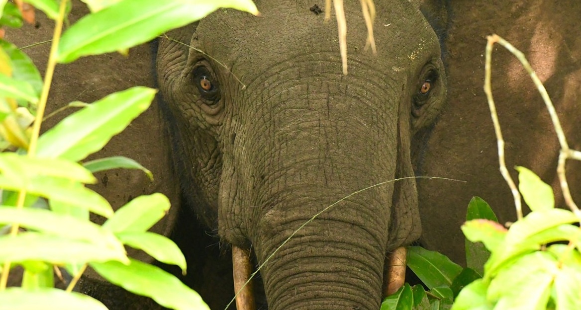 We Sent Funds to Protect Elephants