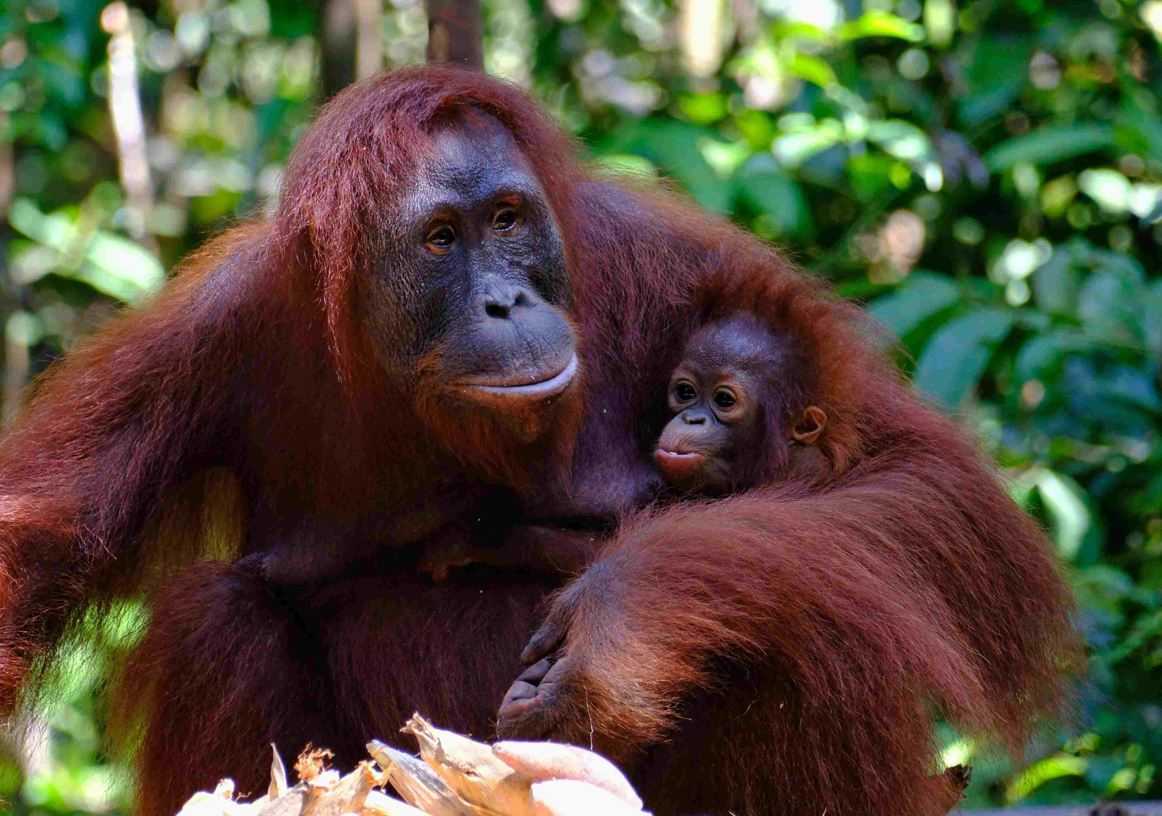 Introducing Orangutan Outreach