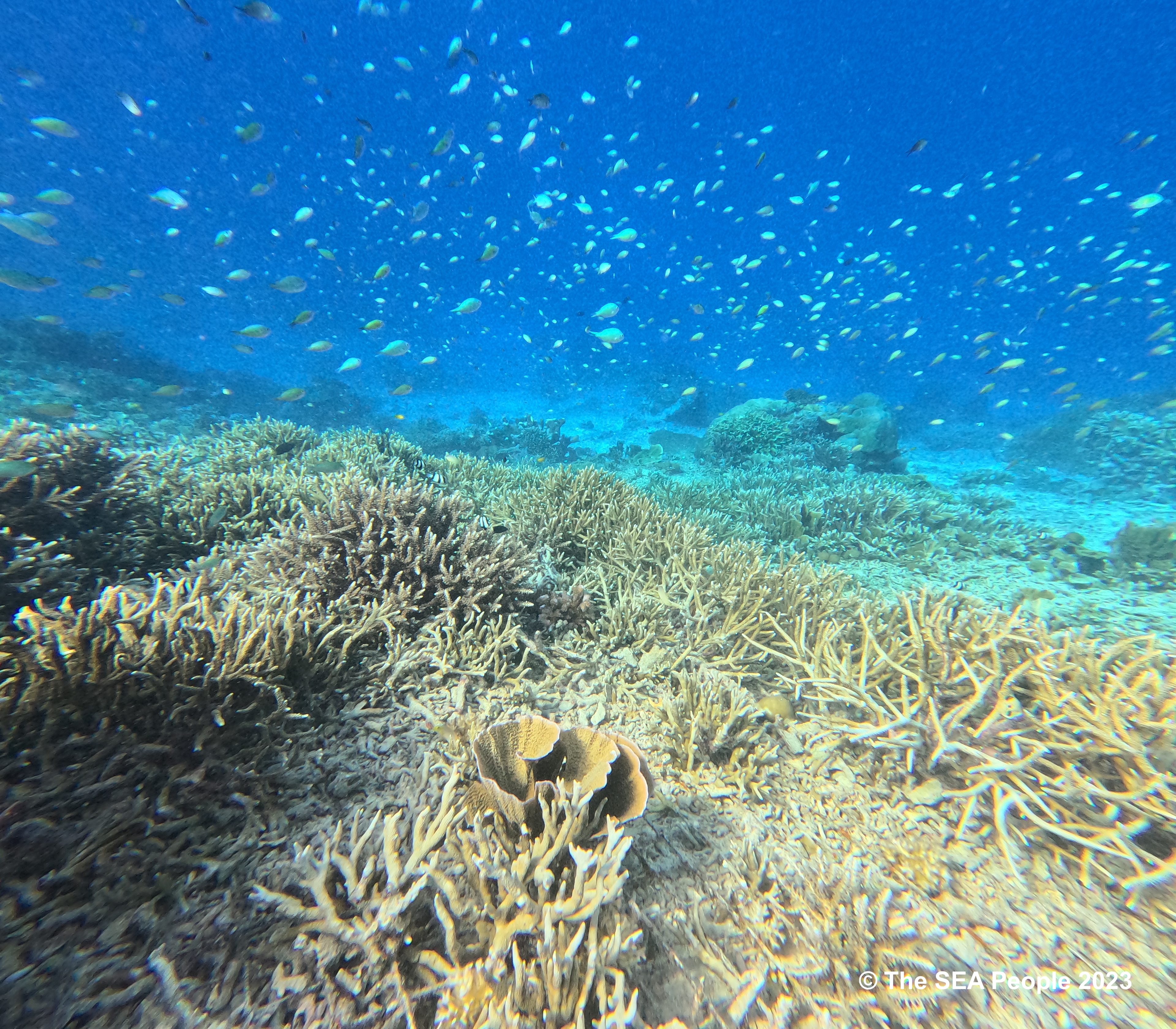 Introducing: The SEA People