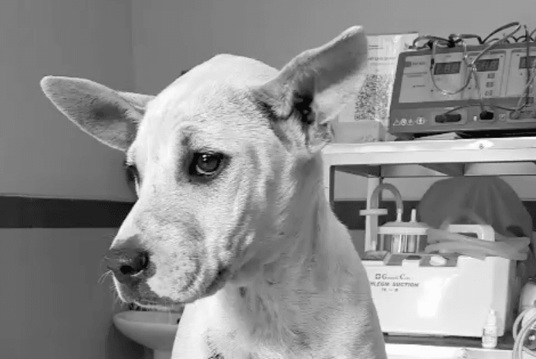 Sbírka: Fenka utekla před jistou smrtí