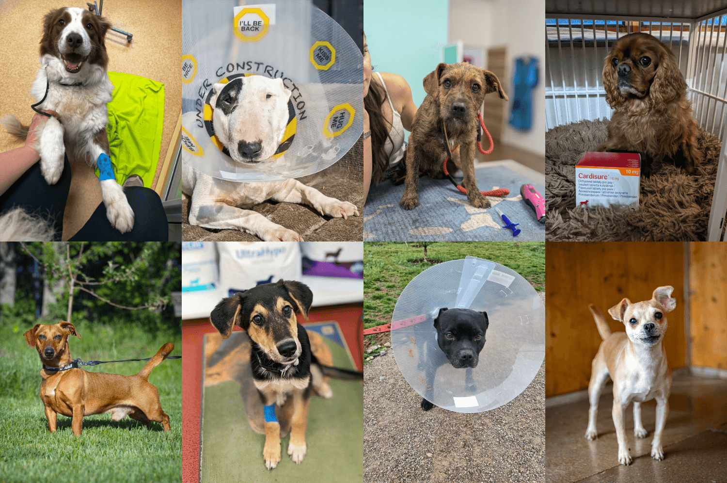 Sbírka: Vánoční dárky pro psy v útulcích