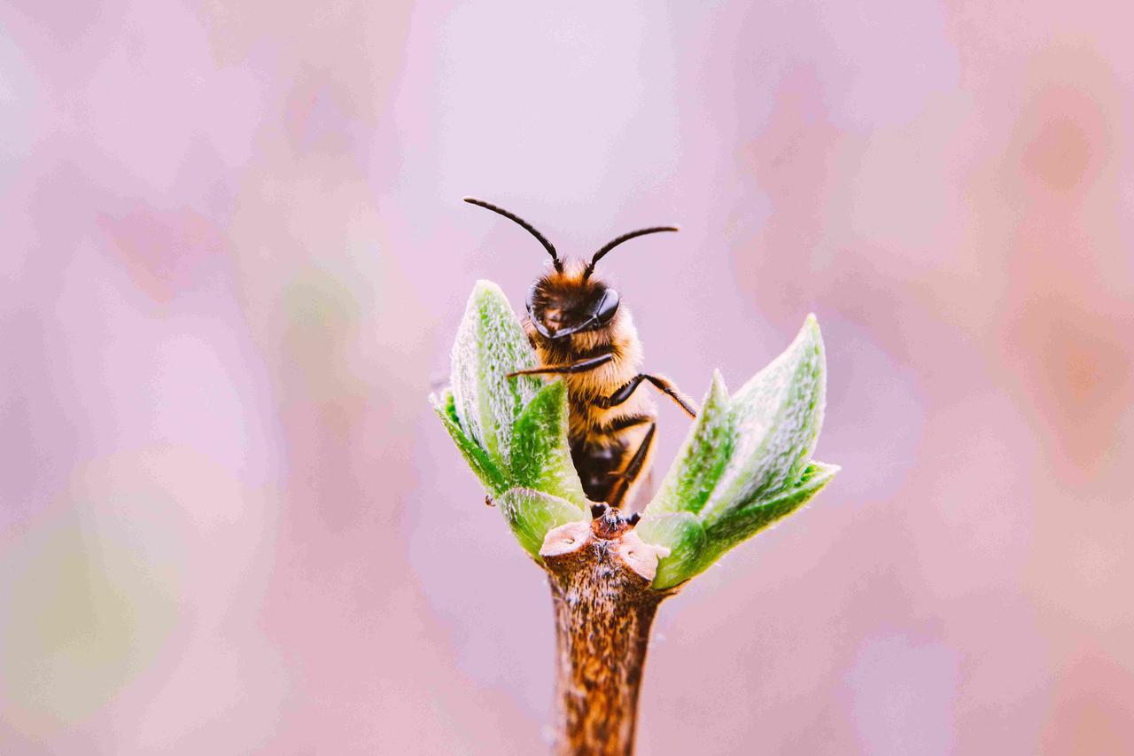 The Sting of Climate Change