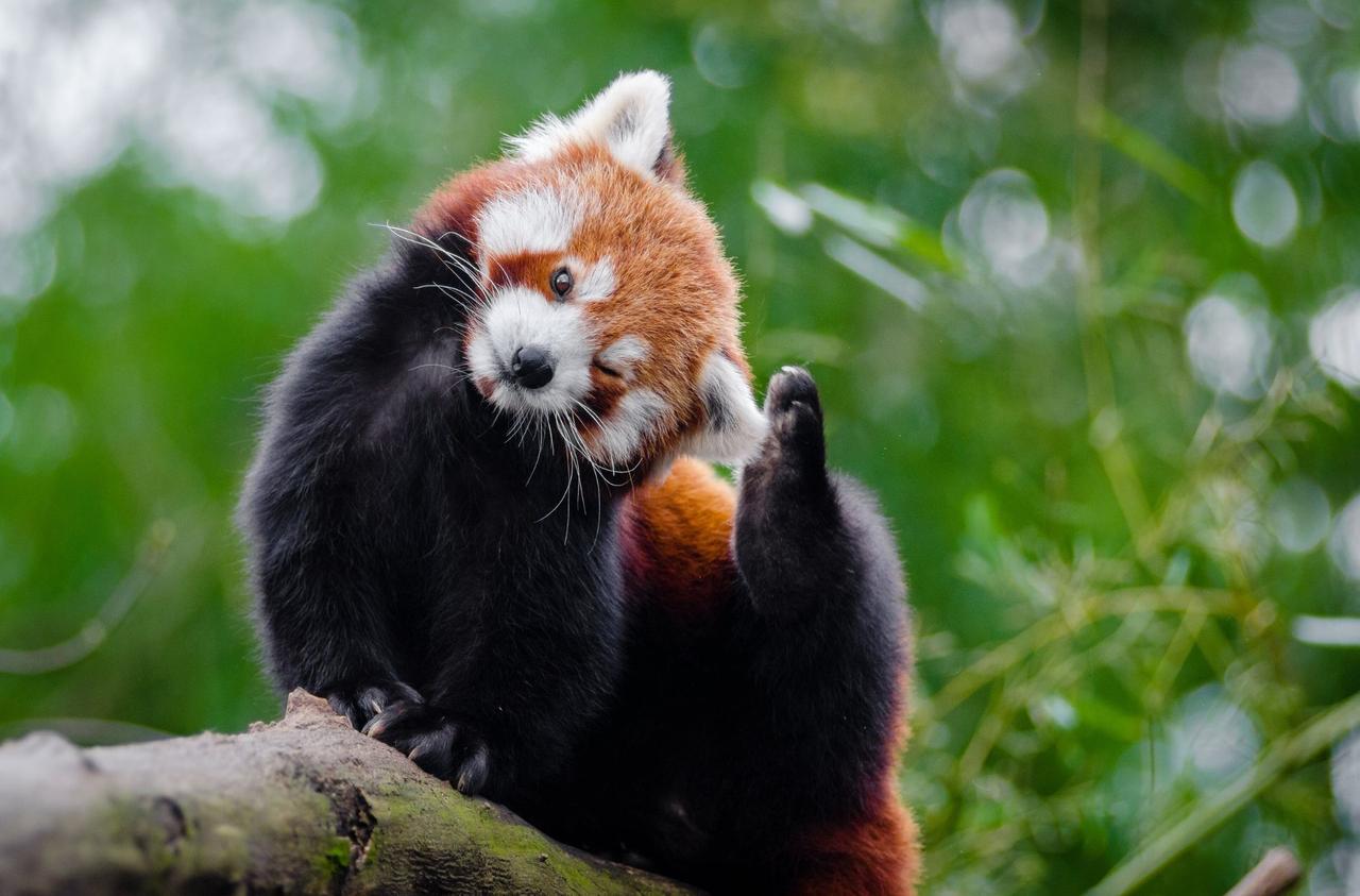 Meet the Red Panda