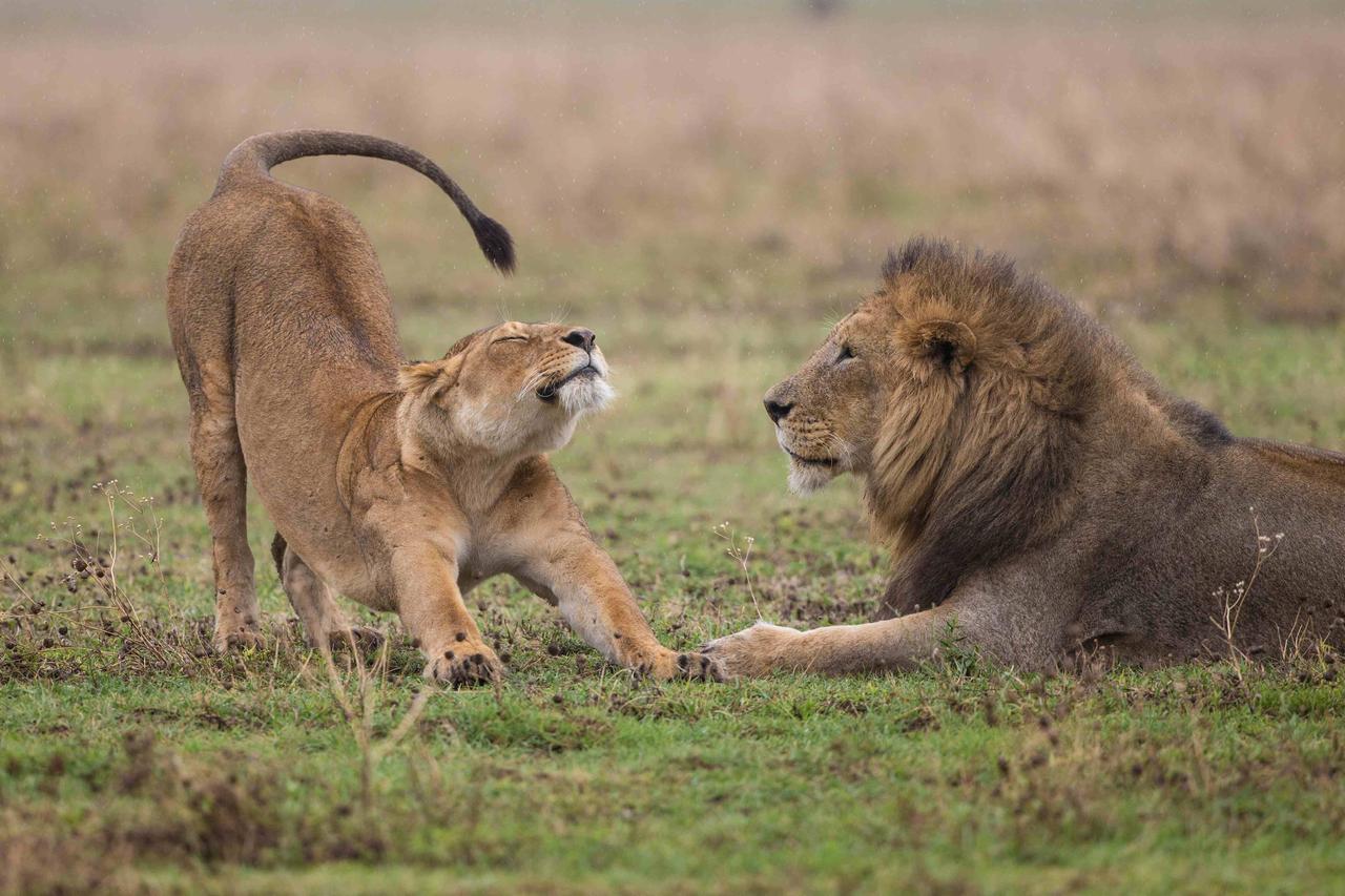ROARRR za Světový den lvů