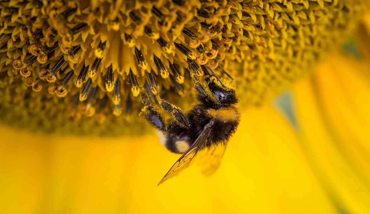 The Secret Life of Bees