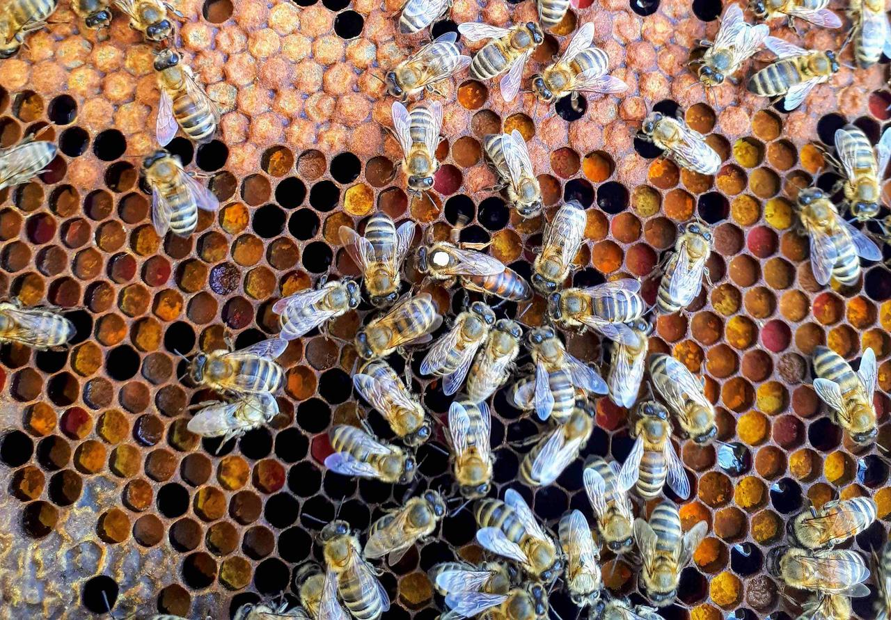 The Life & Times of a Bee