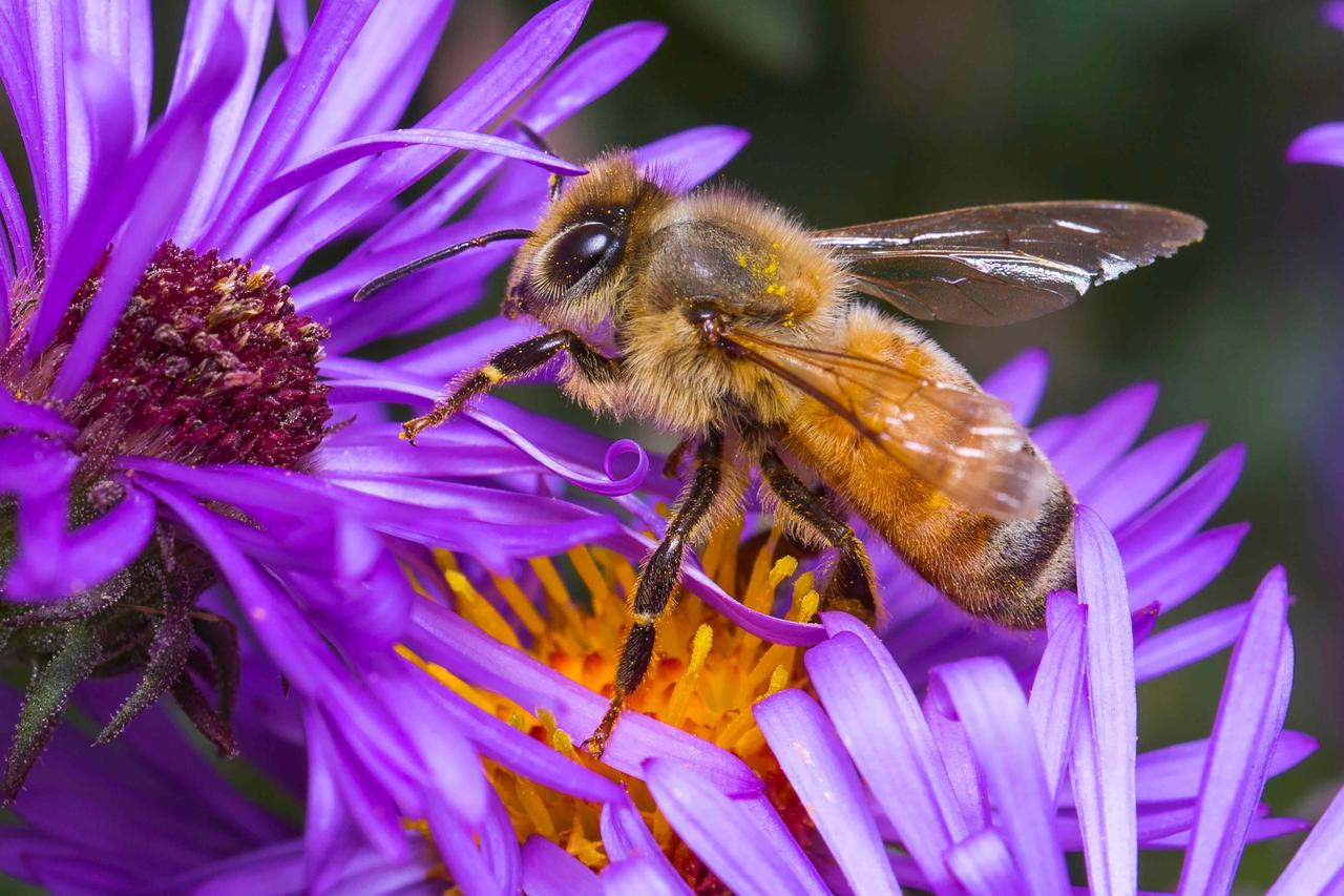 The Buzz About Bees