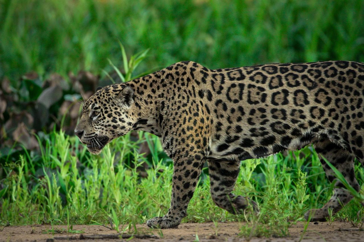 Jaguars in Jeopardy