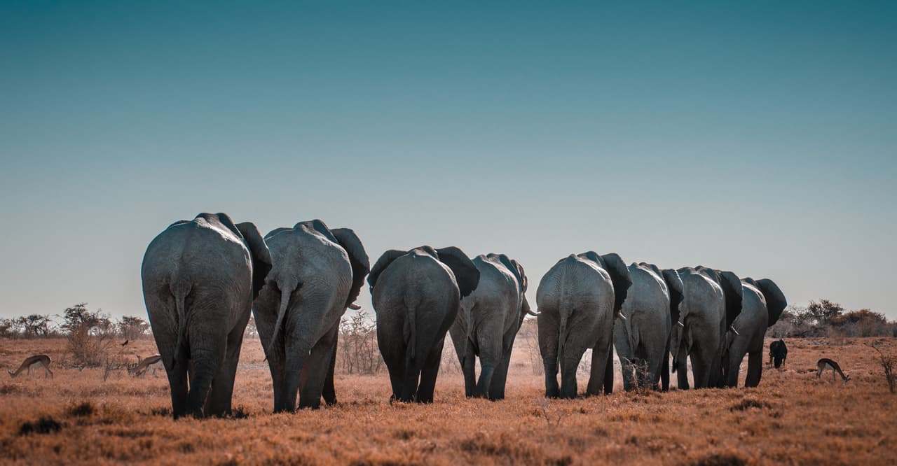 Happy World Elephant Day